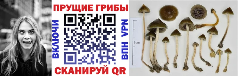 Галлюциногенные грибы Cubensis Неман